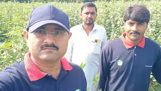 کپاس کی نیو ورائیٹی سائٹیو جو کہ مستقبل میں تمام ورائٹیوں سے بہتر ثابت ہوگی | سائیٹو کپاس کا مستقبل 