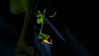 The mantis devours the cricket #shorts  #shortvideo #share #shortsvideo