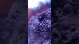 Worms living in rock inside saltwater tank at home