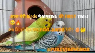 Budgies ne di badi khushkhabri! 😍 | Breeding Signs start! | PureVibeVlogs