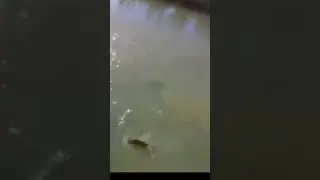 Slingshot fishing carp fishing