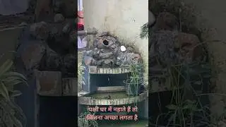 birds#bathing #youtubeshorts #funny #fun #ytshorts #2024 #bulbul #shorts #vidhyathakurvlogs