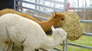 [PointFOOTAGE] Animals - Camels - Lama Alpaca red white hay weeder farm - MS - 116028