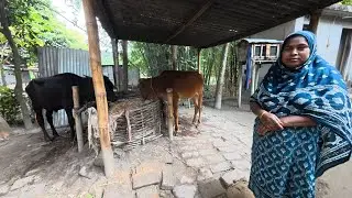 গ্রামে দুইটা গরু কেনার আসল দাম! কত টাকায় কিনলাম? | Village Life with Kohinoor