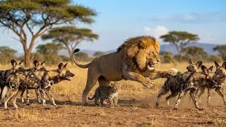 In the Wild&rsquo;s Darkest Moment, a Lion Became a Father Again