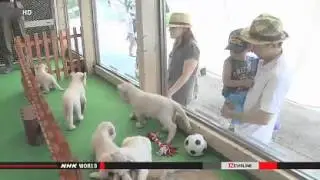 Five white lion cubs make debut at Himeji zoo