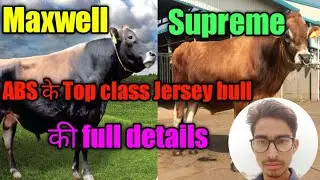 ABS के Supreme or Maxwell Top Jersey bull ki details