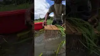 Village Fishing Trap With Bamboo Cage #fishing #fish #shorts