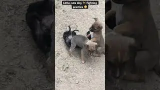#wwe #wrestling #wrestlemania #smackdown #서머슬램 #dog #summerslam #funnyvideo
