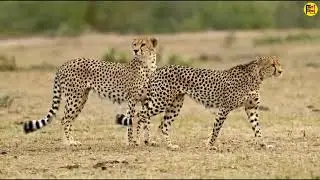 Animal Wild life in Hindi | The story of Baby leopards | Geo Graphic channel