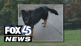 Heartbroken owner discovers dog's remains dumped by State Highway personnel