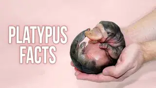 Everything About Platypus is Weird | Interesting Facts About Platypus!