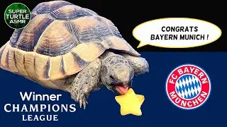 Football Prediction by Super Turtle ⚽ Congrats Bayern Munich ⚽ Champions League 🐢36