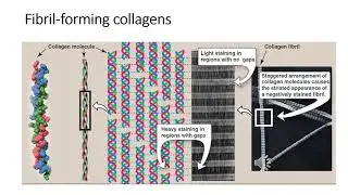 Fibrous Proteins