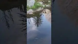 stranger fish