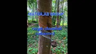 Rubber price per 100 kg on 04/06/2025 - Domestic market