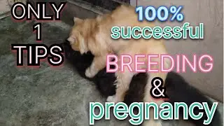 how to breed a Persian cat | Tips For Cat Matting | Persian Cat Matting #Cat #viral #viral video