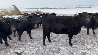 Cattle Range Listing # 601C723