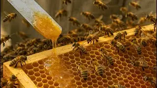 தேன் சேகரிப்பு How to harvest honey part 1 video #தேன் #தமிழ் #honey #harvest #bees #video
