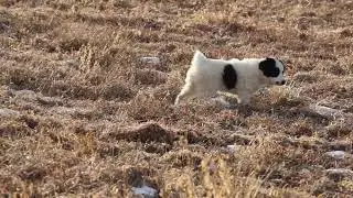 The Bordoodle Puppies are growing!