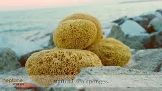 Neptune Wares Natural Sea Sponges for Bath and Shower - For Adults and Children - Biodegradeable