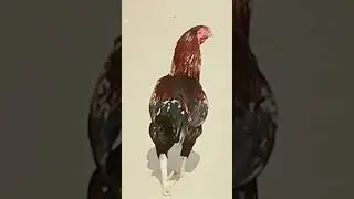 #roosterlove
