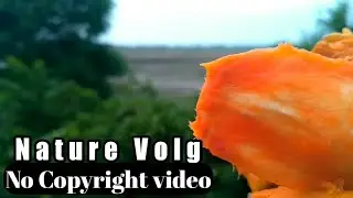 Most beautiful video scan mango seed | no copyright video | no copyright music | no copyright