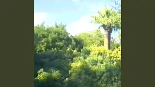 Palm Jungle