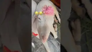 Bakra Eid Emotional Video😢| Goat Emotional Video | please come back😭 #shethrifts #bakraeid #shorts