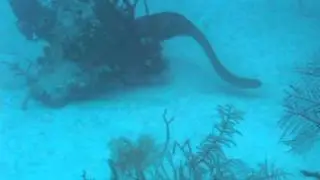 Diving Cayo Coco Reefs Cuba 2011 Part 1