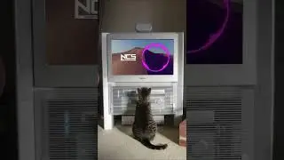 Drum and based cat #music #copyrightfree #dnb #ncs #shortsvideo