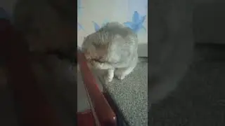 Кошачья хозяйка. Whan you are a cat`s owner #music #lyrics #song #кот #love #musica #котиграет.