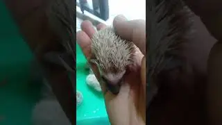 baby landak lg belajar makan catfod