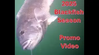 Blackfish Season 2025 - Tautog Fishing Opener &ndash; Last Season in Review #fishing