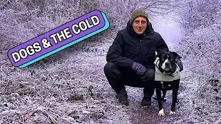 How To Care For Dogs In Winter