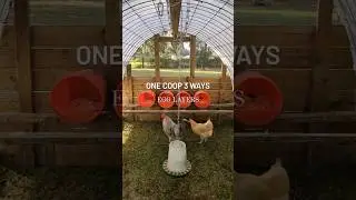 The Best Chicken Tractor 🐔