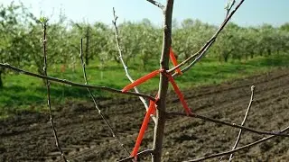 Nursery Plant Pruning | Must Watch | Himalayan Farming | Live Update
