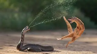 10 Animals That Hate Each Other