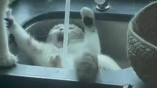 Cats vs Bath Time 😹 | Cute & Funny Cat Compilation#meow #mew #mewvw #cat #kitten #yshorts
