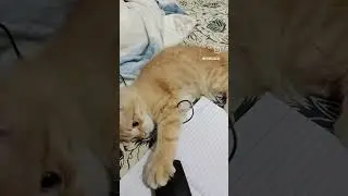 Whatever mouse🖱️ is mouse 🐁 #catlovers #nightlifegoals #funny #trendingshorts #catmemes