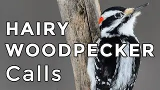 Hairy Woodpecker Calls: Learn their THREE most common sounds (2025)