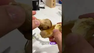 How to Germinate a Mango Seed: Easy Step-by-Step Guide!🥭🌱 #mangoseed #germination #growyourownfood