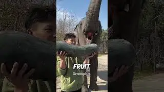 Intelligent elephant #shorts #science