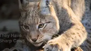 Lynx Video