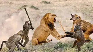 Lion vs monkey fight - Monkey vs Tiger - Tiger real fight - Animal Fight - Monkey attack video