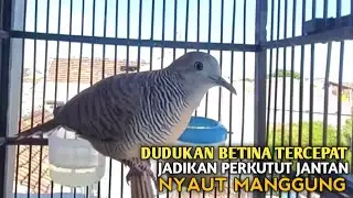 Perkutut Betina memanggil jantan Suara bersahutan perkutut lokal gacor , Ampuh untuk PANCINGAN