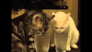 Я только попробую (  I just try)