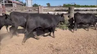 WHEEO 5HD