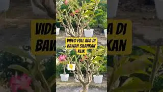 CARA Memangkas ADENIUM Untuk MELEBATKAN BUNGA & Bonggol Yang Lebih BESAR