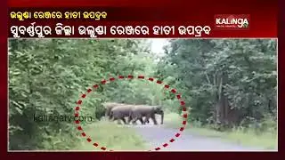Elephant Herd Wreck Havoc In Ulunda || KalingaTV